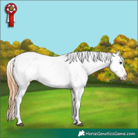 Horse Color:Bay Varnish 