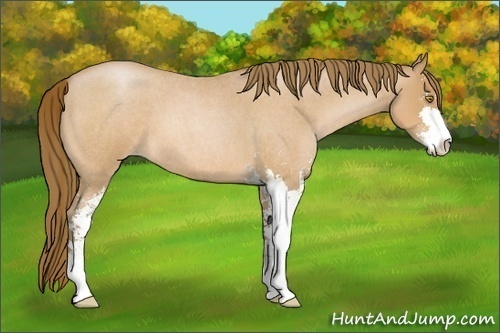 Horse Color:Bay Roan Pearl Sabino 