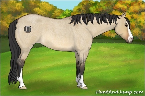Horse Color:Bay Roan Dun Sabino 