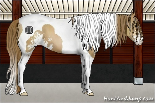 Horse Color:Black Pearl Sabino Tobiano 