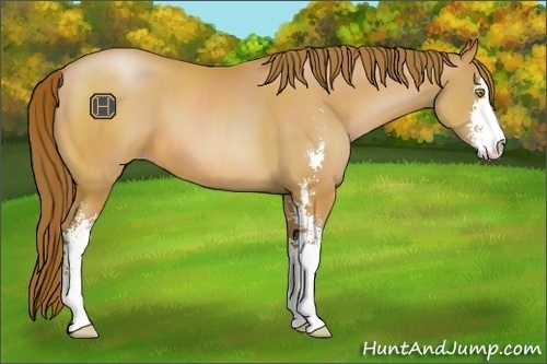 Horse Color:Bay Pearl Sabino 