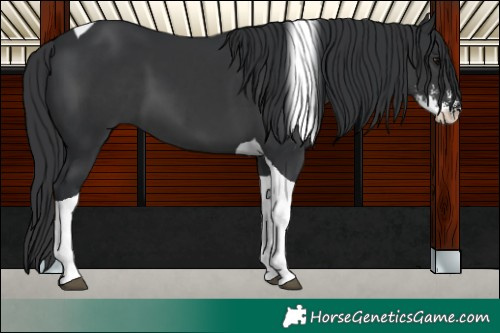 Horse Color:Black Sabino Tobiano 