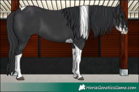 Horse Color:Black Sabino Tobiano 
