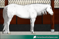 Horse Color:Brown Sabino