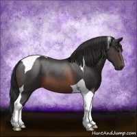 Horse Color:Brown Tobiano 