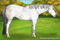 Horse Color:White Spotted Brown Dun 