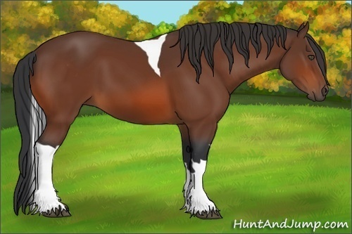 Horse Color:Bay Tobiano 