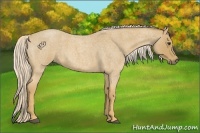 Horse Color:Palomino Roan 
