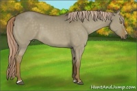 Horse Color:Chocolate Palomino Dun Sabino 