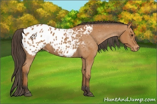 Horse Color:Bay Appaloosa 