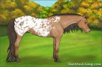 Horse Color:Bay Appaloosa 
