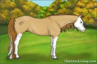 Horse Color:Red Dun Splash 