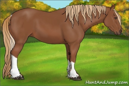 Horse Color:Chestnut Tobiano