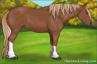 Horse Color:Chestnut Tobiano