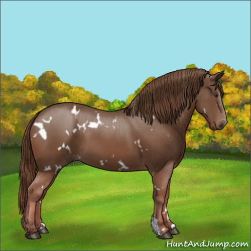 Horse Color:White Spotted Chestnut 