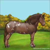 Horse Color:White Spotted Chestnut