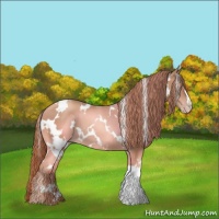 Horse Color:White Spotted Gold Champagne 