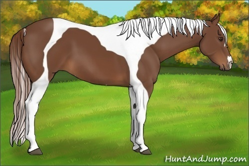 Horse Color:Chestnut Tobiano