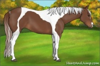 Horse Color:Chestnut Tobiano