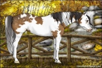 Horse Color:White Spotted Buckskin Splash Frame 