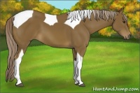 Horse Color:Chocolate Palomino Tobiano 