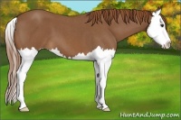 Horse Color:Red Roan Splash
