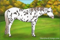 Horse Color:Liver Chestnut Tobiano Leopard 