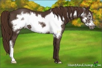 Horse Color:Liver Chestnut Frame 