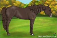 Horse Color:Liver Chestnut Frame 