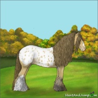 Horse Color:Buckskin Ice Appaloosa