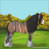 Horse Color:Bay Ice Splash Rabicano