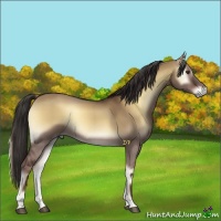 Horse Color:Liver Red Dun Onyx 