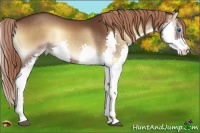Horse Color:Liver Red Onyx Splash 