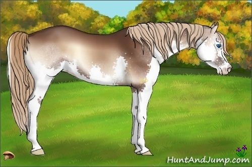 Horse Color:Liver Red Onyx Splash 