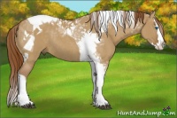 Horse Color:Red Dun Splash Tobiano Rabicano