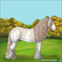 Horse Color:Red Dun Splash