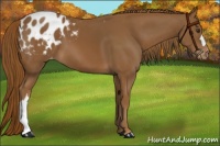 Horse Color:Chestnut Appaloosa 