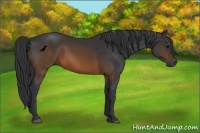 Horse Color:Brown 