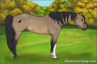 Horse Color:Brown Dun 