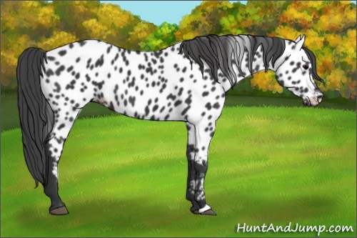 Horse Color:Black Appaloosa 