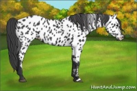 Horse Color:Black Appaloosa 
