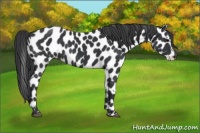 Horse Color:Black Appaloosa 