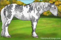 Horse Color:White Spotted Silver Black Chinchilla Rabicano