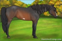 Horse Color:Brown Roan Frame 