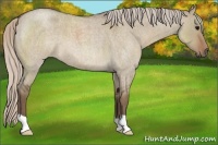 Horse Color:Silver Grullo Roan 