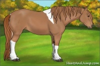 Horse Color:Chestnut Tobiano 