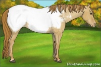 Horse Color:Red Dun Appaloosa 