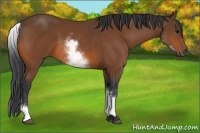 Horse Color:White Spotted Bay