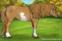 Horse Color:White Spotted Chestnut 