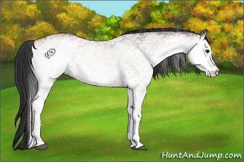 Horse Color:White Spotted Bay